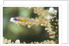 Redeye Hovering Goby by Anonymous
