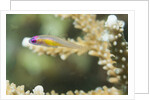 Redeye Hovering Goby by Anonymous
