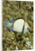 Reticulated Dascyllus by Anonymous