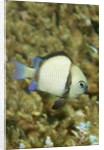 Reticulated Dascyllus by Anonymous