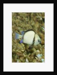 Reticulated Dascyllus by Anonymous