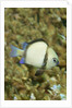 Reticulated Dascyllus by Anonymous