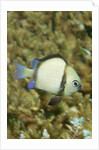 Reticulated Dascyllus by Anonymous