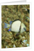 Reticulated Dascyllus by Anonymous