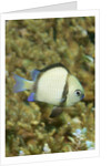 Reticulated Dascyllus by Anonymous