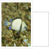 Reticulated Dascyllus by Anonymous