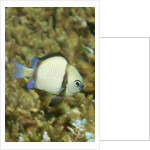 Reticulated Dascyllus by Anonymous