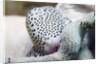 Black-Spotted Egg Cowrie by Anonymous