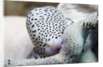 Black-Spotted Egg Cowrie by Anonymous