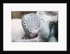 Black-Spotted Egg Cowrie by Anonymous