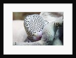 Black-Spotted Egg Cowrie by Anonymous