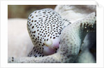 Black-Spotted Egg Cowrie by Anonymous