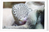 Black-Spotted Egg Cowrie by Anonymous