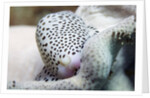 Black-Spotted Egg Cowrie by Anonymous