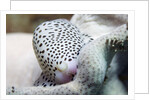 Black-Spotted Egg Cowrie by Anonymous