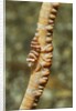 Anker's Whip Coral Shrimp by Anonymous
