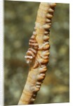 Anker's Whip Coral Shrimp by Anonymous