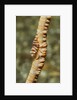 Anker's Whip Coral Shrimp by Anonymous