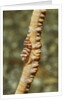 Anker's Whip Coral Shrimp by Anonymous