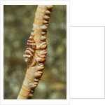 Anker's Whip Coral Shrimp by Anonymous