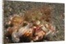 Anemone Hermit Crab by Anonymous