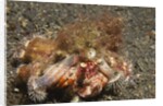 Anemone Hermit Crab by Anonymous
