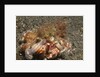 Anemone Hermit Crab by Anonymous