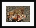 Anemone Hermit Crab by Anonymous