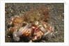 Anemone Hermit Crab by Anonymous