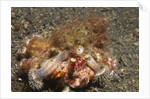 Anemone Hermit Crab by Anonymous
