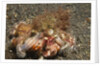 Anemone Hermit Crab by Anonymous