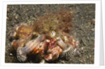Anemone Hermit Crab by Anonymous