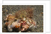 Anemone Hermit Crab by Anonymous