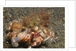 Anemone Hermit Crab by Anonymous