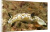 Dark Margin Glossodoris by Anonymous