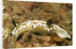 Dark Margin Glossodoris by Anonymous