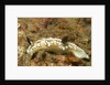 Dark Margin Glossodoris by Anonymous