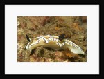 Dark Margin Glossodoris by Anonymous