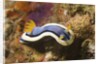 Anna's Chromodoris by Anonymous