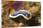Anna's Chromodoris by Anonymous