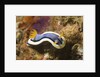 Anna's Chromodoris by Anonymous