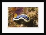 Anna's Chromodoris by Anonymous