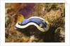Anna's Chromodoris by Anonymous