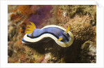 Anna's Chromodoris by Anonymous
