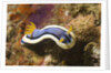 Anna's Chromodoris by Anonymous
