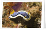 Anna's Chromodoris by Anonymous