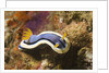 Anna's Chromodoris by Anonymous