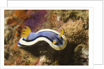 Anna's Chromodoris by Anonymous