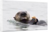 Southern Sea Otter eats a clam by Anonymous