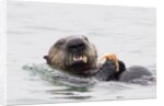 Southern Sea Otter eats a clam by Anonymous
